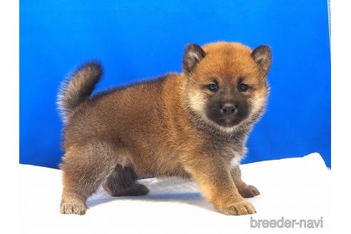 成約済の愛知県の柴犬-203424の13枚目