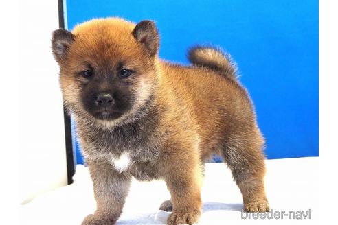 成約済の愛知県の柴犬-203424の14枚目