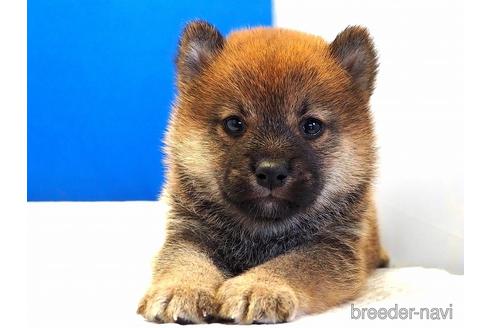 成約済の愛知県の柴犬-203434の6枚目