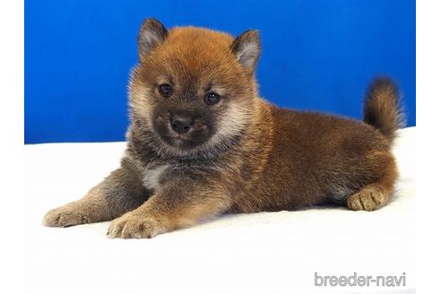 成約済の愛知県の柴犬-203434の7枚目