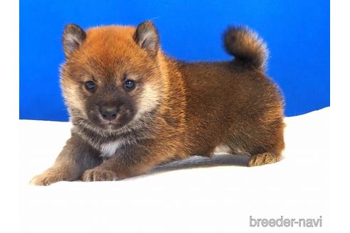 成約済の愛知県の柴犬-203434の8枚目