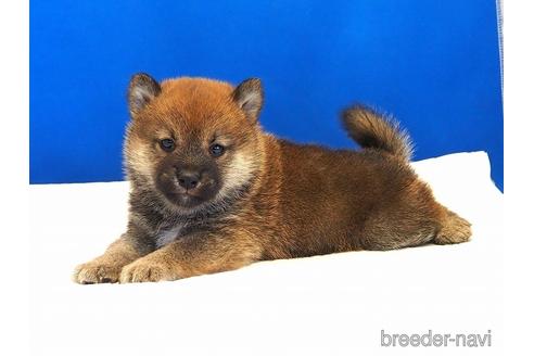 成約済の愛知県の柴犬-203434の9枚目
