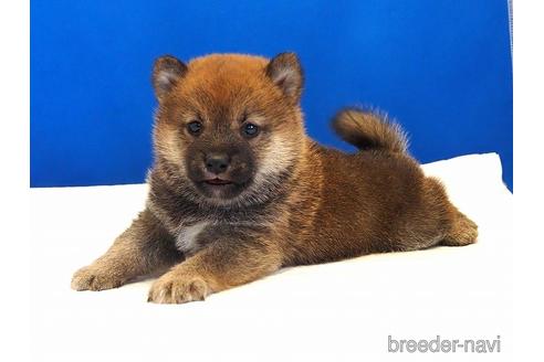 成約済の愛知県の柴犬-203434の10枚目