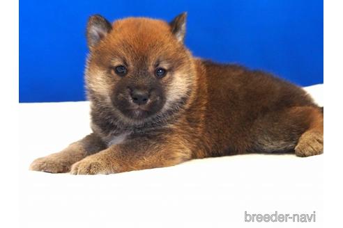 成約済の愛知県の柴犬-203434の11枚目
