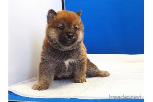成約済の愛知県の柴犬-203434の13枚目