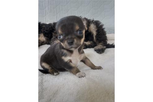子犬