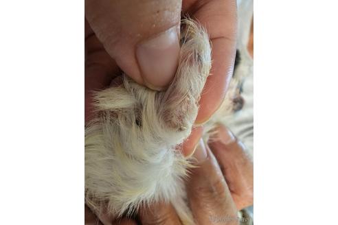 成約済の愛知県のペキニーズ-203464の3枚目