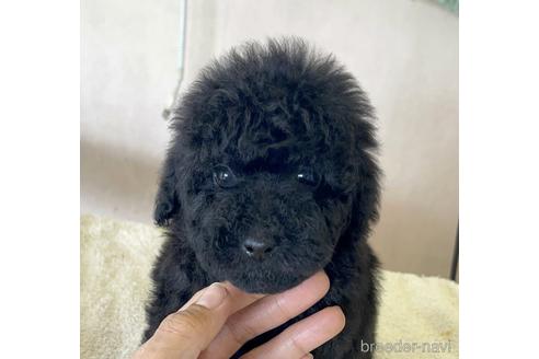 ブラック(黒)のトイプードルの子犬を探す|ブリーダーナビ