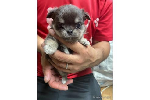 成約済の静岡県のチワワ(ロングコート)-203466の2枚目