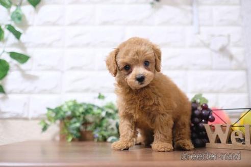 成約済の滋賀県のトイプードル-201345