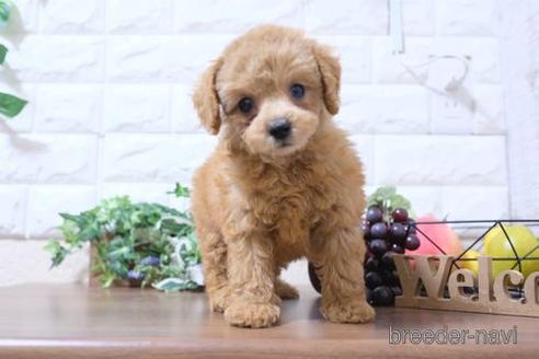 成約済の滋賀県のトイプードル-201345の6枚目