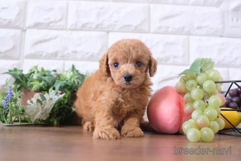 成約済の滋賀県のトイプードル-201345の3枚目