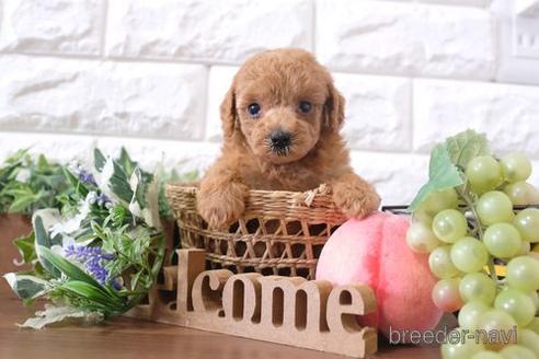 成約済の滋賀県のトイプードル-201345の2枚目