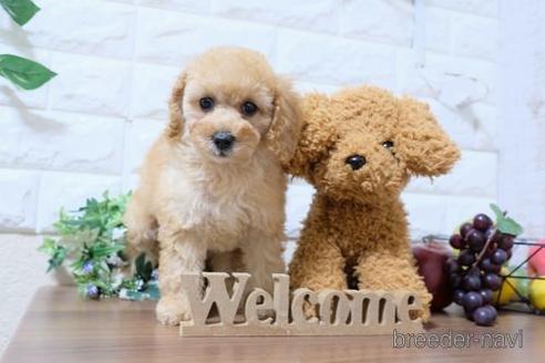 成約済の滋賀県のトイプードル-201353