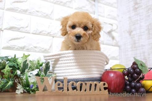 成約済の滋賀県のトイプードル-201353の6枚目