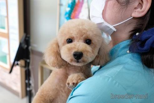 成約済の滋賀県のトイプードル-201353の4枚目