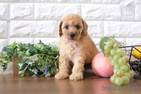 成約済の滋賀県のトイプードル-201353の3枚目