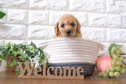 成約済の滋賀県のトイプードル-201353の2枚目