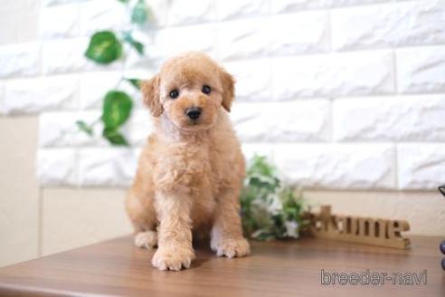 成約済の滋賀県のトイプードル-201354の1枚目