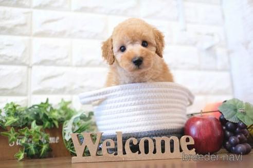 成約済の滋賀県のトイプードル-201354の6枚目