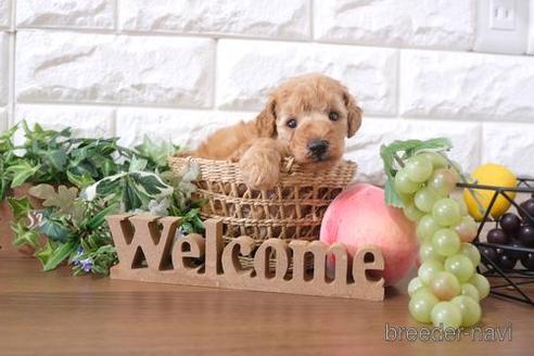 成約済の滋賀県のトイプードル-201354の3枚目