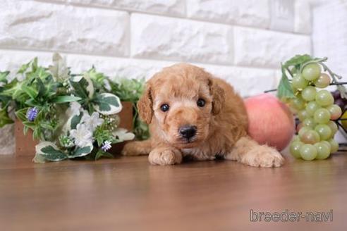 成約済の滋賀県のトイプードル-201354の2枚目