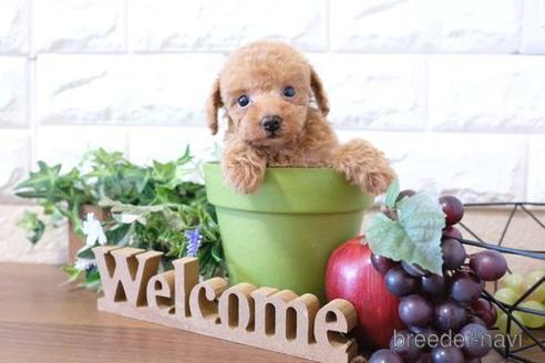 成約済の滋賀県のトイプードル-201365の1枚目