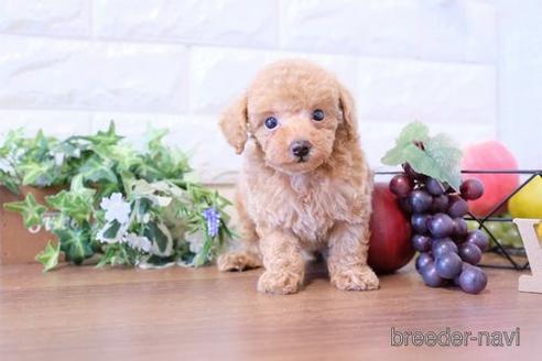 成約済の滋賀県のトイプードル-201365の6枚目