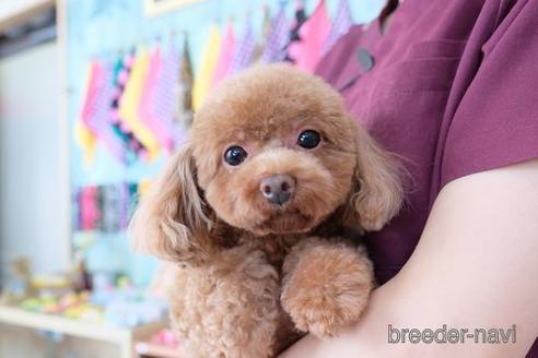 成約済の滋賀県のトイプードル-201365の4枚目