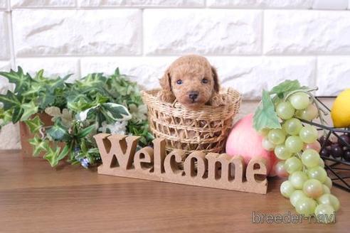 成約済の滋賀県のトイプードル-201365の3枚目