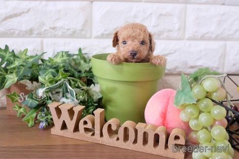 成約済の滋賀県のトイプードル-201365の2枚目