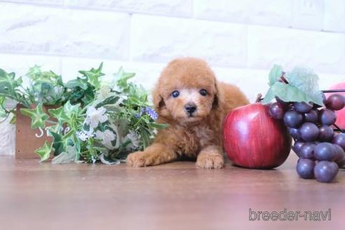 成約済の滋賀県のトイプードル-201374の1枚目