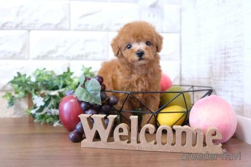 成約済の滋賀県のトイプードル-201374の6枚目