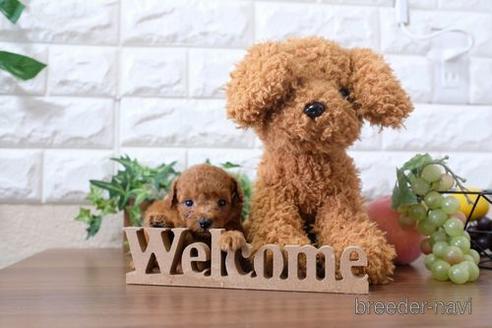 成約済の滋賀県のトイプードル-201374の3枚目