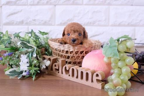 成約済の滋賀県のトイプードル-201374の2枚目