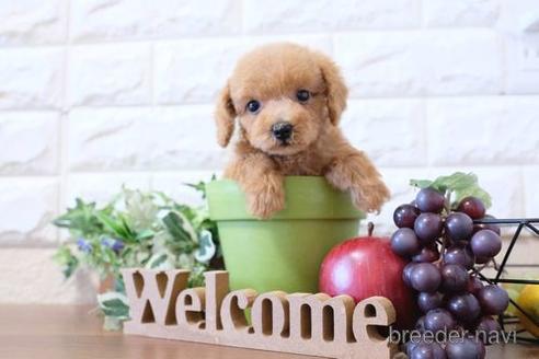 成約済の滋賀県のトイプードル-201375の1枚目