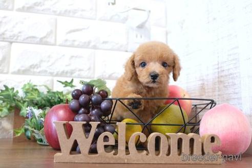 成約済の滋賀県のトイプードル-201375の6枚目