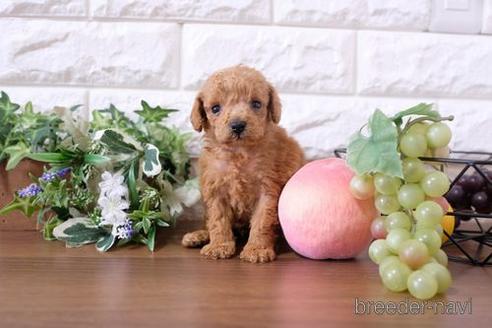 成約済の滋賀県のトイプードル-201375の3枚目