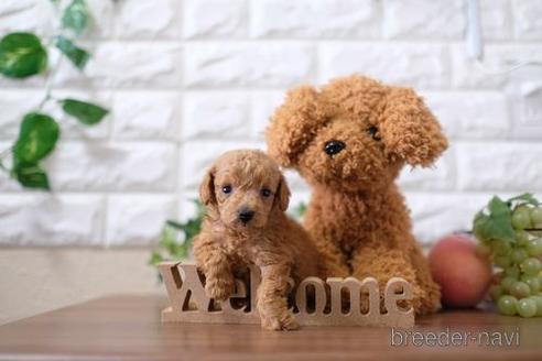 成約済の滋賀県のトイプードル-201375の2枚目