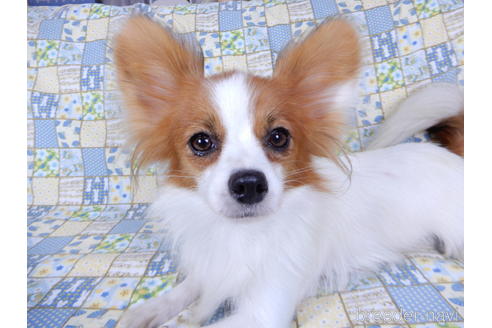 成約済の千葉県のパピヨン-201355の3枚目