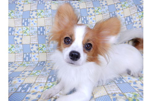 成約済の千葉県のパピヨン-201355の2枚目