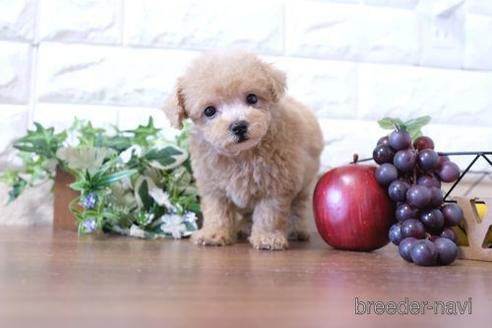 成約済の滋賀県のトイプードル-201378