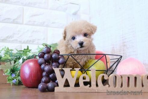 成約済の滋賀県のトイプードル-201378の6枚目