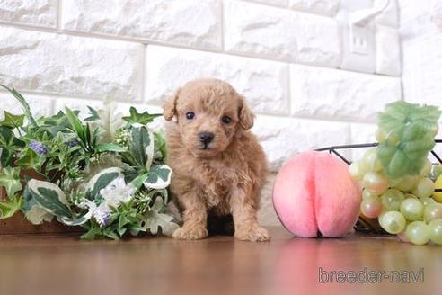 成約済の滋賀県のトイプードル-201378の3枚目