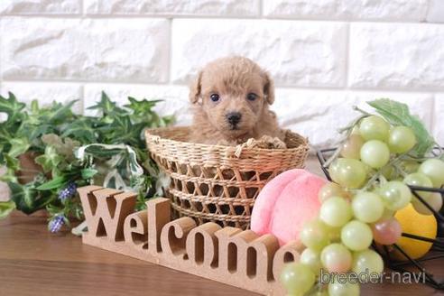 成約済の滋賀県のトイプードル-201378の2枚目