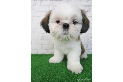 成約済の大阪府のシーズー-192631の5枚目