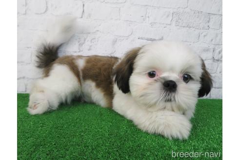 成約済の大阪府のシーズー-192631の4枚目