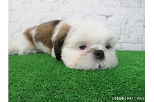 成約済の大阪府のシーズー-192631の3枚目