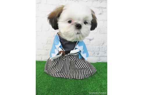 成約済の大阪府のシーズー-192631