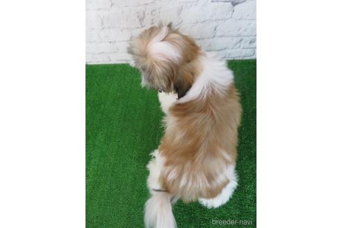 成約済の大阪府のシーズー-192631の2枚目